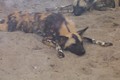 African dog at bronx zoo - animals photo