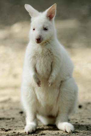 animal albino wallaby baby kingdom fanpop