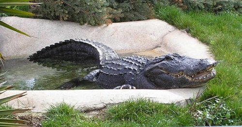 Alligator at Oakland zoo