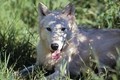 Arctic Wolf - wolves photo