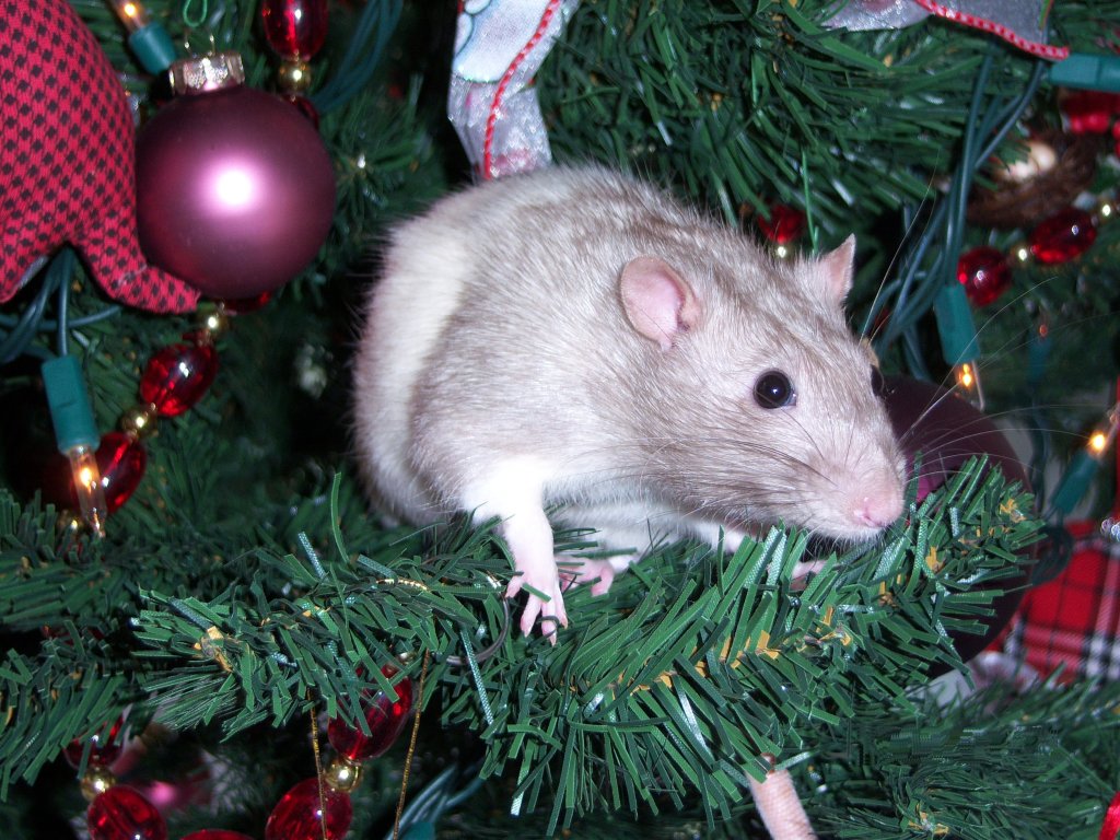Ash-in-the-Christmas-Tree-rats-725528_1024_768.jpg