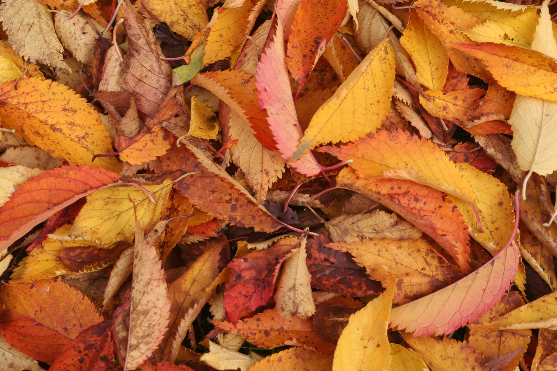 Autumn Colours - Autumn Photo (387911) - Fanpop