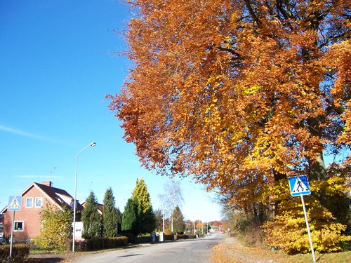  Autumn in Sweden