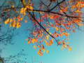 Autumn leaves - autumn photo