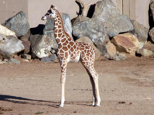  Baby giraffe