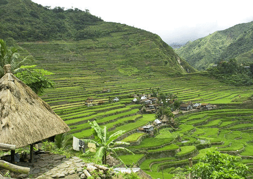  Banaue चावल Terraces