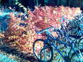 Bicycles and a burning bush - autumn photo