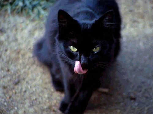  Black kucing