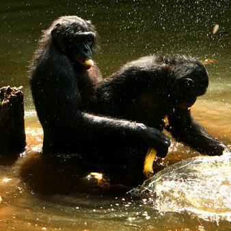  Bonobos