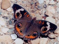 butterflies - Buckeye wallpaper
