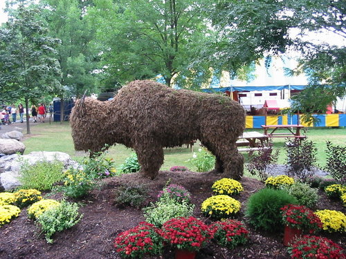  Buffalo Topiary