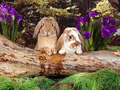 bunny-rabbits - Bunny Wallpapers wallpaper