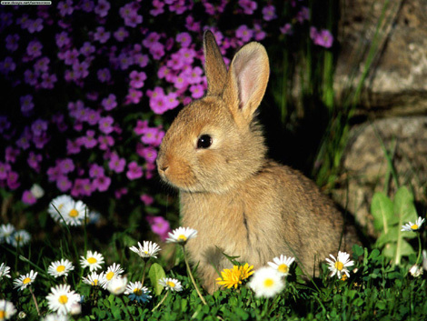 Bunny-rabbit-bunny-rabbits-604546_470_353.jpg