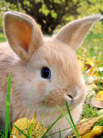 Bunny rabbit - Bunny Rabbits Photo (604551) - Fanpop