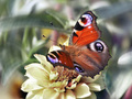butterflies - Butterfly Wallpaper wallpaper