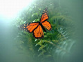 butterflies - Butterfly Wallpaper wallpaper