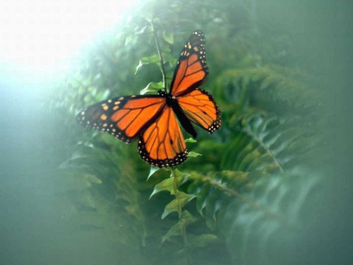  vlinder achtergrond