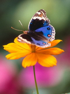  vlinder on bloem
