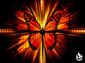butterflies - Butterfly wallpaper wallpaper