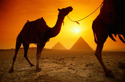  Camels and Pyramids