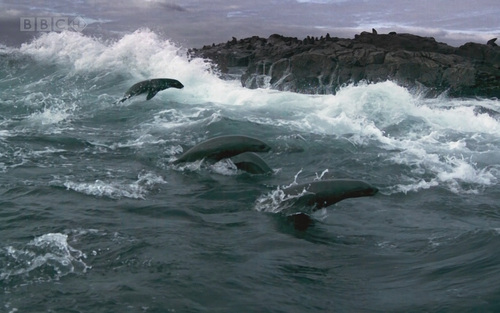  Cape balahibo Seals