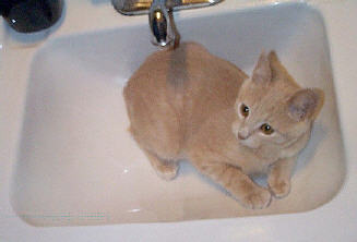  Cat in a tub