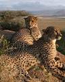 Cheetah - cheetah photo