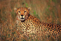 Cheetah - cheetah photo