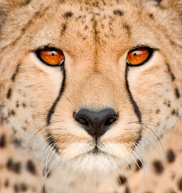 cheetah wallpaper. Cheetahs
