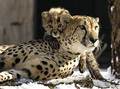 Cheetahs - cheetah photo