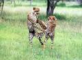 Cheetahs - cheetah photo
