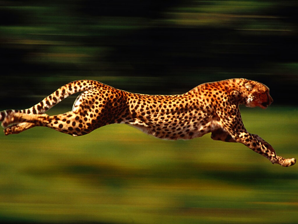 Cheetah Animals Pictures 