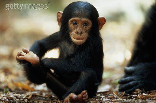 chimpanzee baby and mom