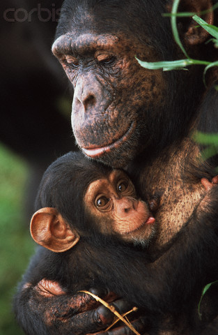  Chimpanzees