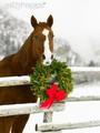 Christmas in the Stables - christmas photo