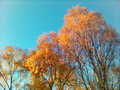 Contrasting colors - autumn photo