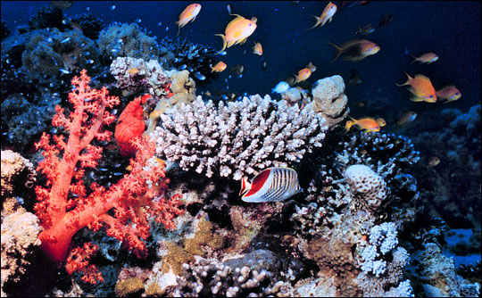 coral reef wallpaper. Coral Reefs - Sea Life Photo