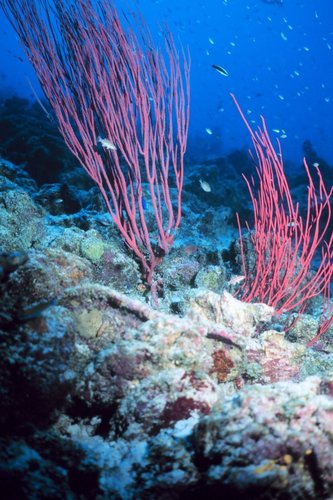  Coral Reefs