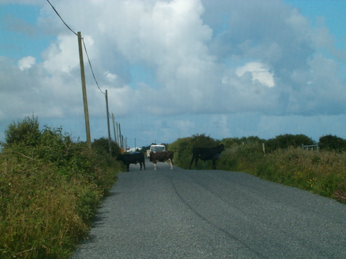  Cows on the road