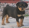  Cute Rottwelier chiot