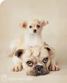 Cute - dogs photo