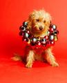 Dog With Baubles - christmas photo