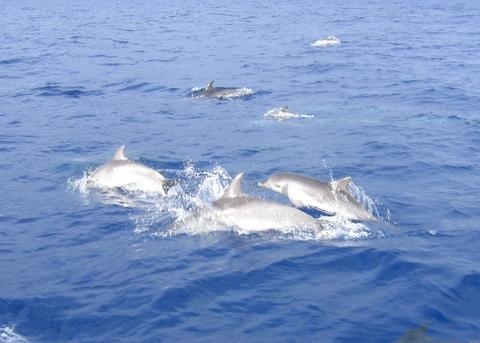  Dolphins