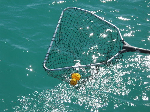 Ducky in the net