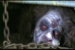 EVIL DEAD - horror-movies icon