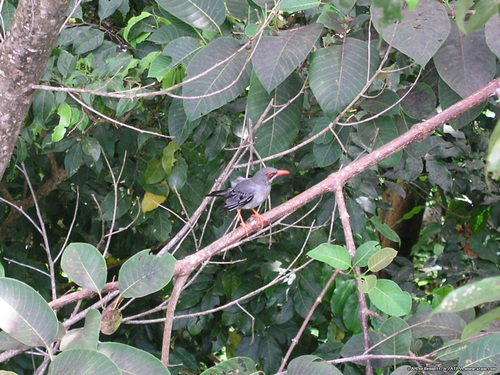 El Yunque Bird
