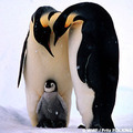 Endangered - world-wildlife-fund photo