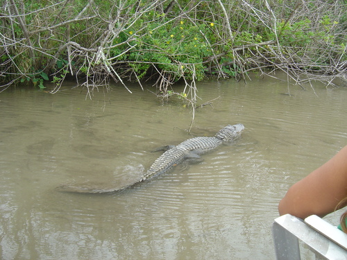 Everglades Gator Farm