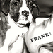 Frank Iero - frank-iero icon
