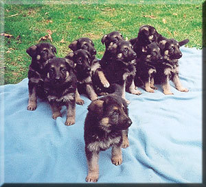  GSD chiots